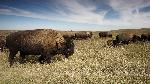 photo troupeau de bison dans un pré