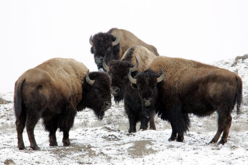 photo troupeau de bison dans la neige