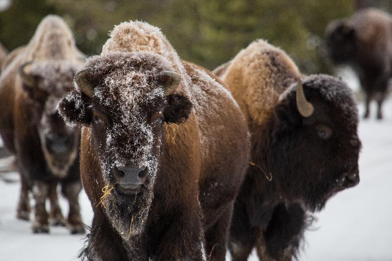 photo troupeau de bison dans la neige