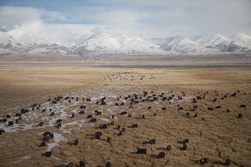 photo troupeau de bison dans un champ devant les montagnes