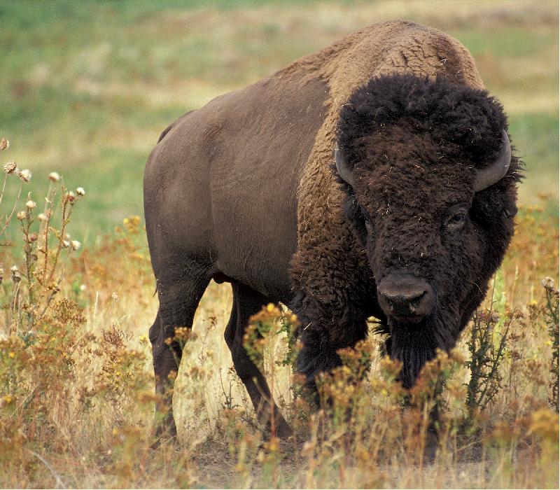 photo bison dans un pré