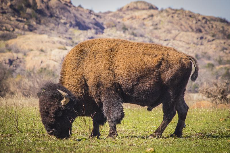 photo bison dans les montagnes
