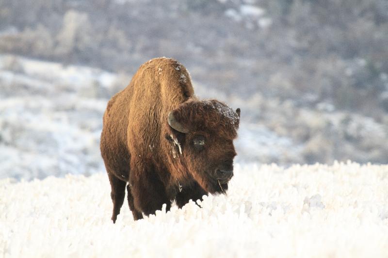 photo bison sous l aneige