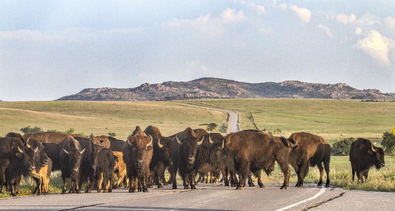 photo troupeau de bison 