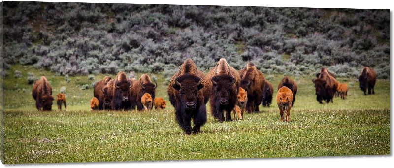 Impression sur Plexiglass photo troupeau de bison et leurs petits dans un champ