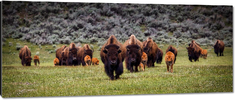Impression sur aluminium photo troupeau de bison et leurs petits dans un champ