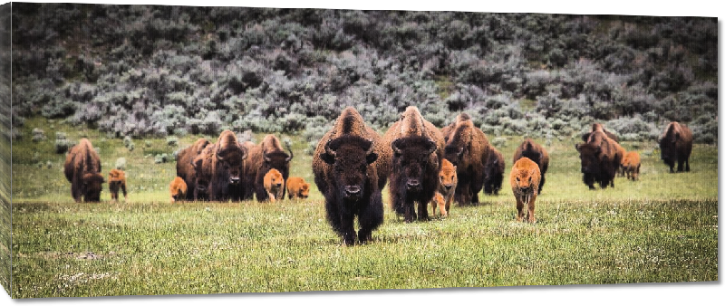 Toiles imprimées photo troupeau de bison et leurs petits dans un champ