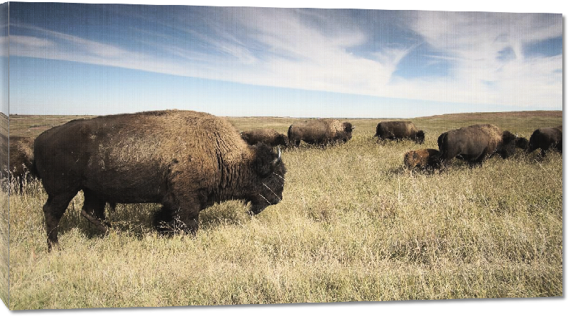 Toiles imprimées photo troupeau de bison dans un pré