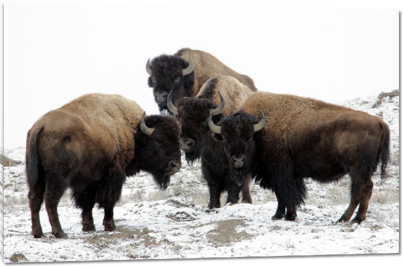 Impression sur Plexiglass photo troupeau de bison dans la neige
