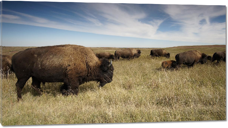 Impression sur Plexiglass photo troupeau de bison dans un pré