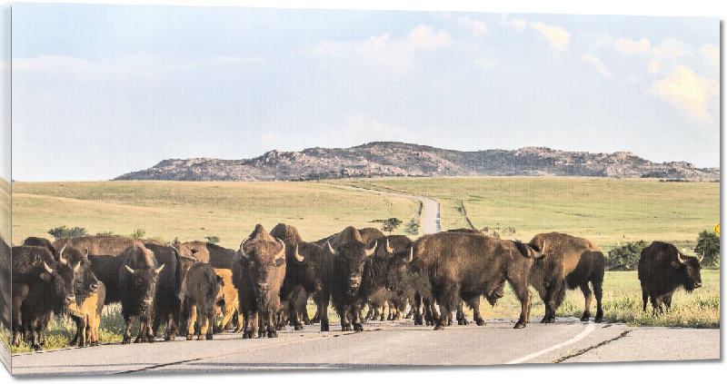 Toiles imprimées photo troupeau de bison 