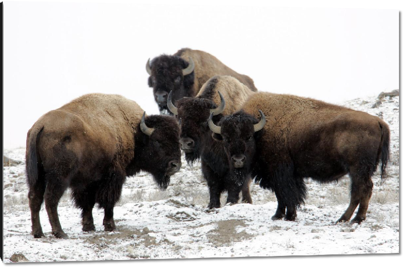 Impression sur aluminium photo troupeau de bison dans la neige
