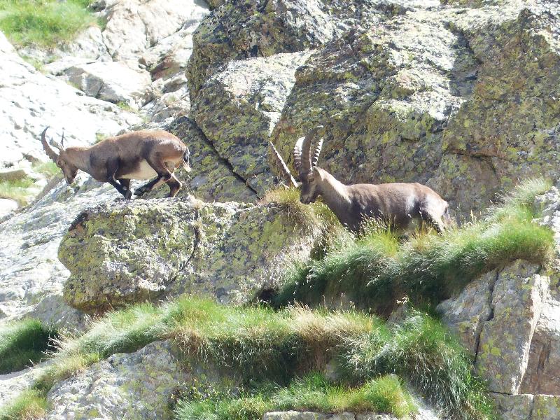 photo bouquetin dans les colines