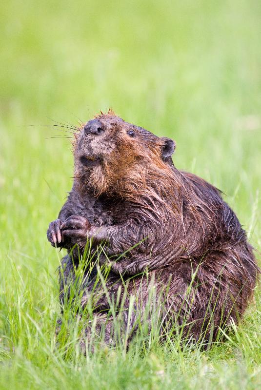 photo castor dans l'herbe