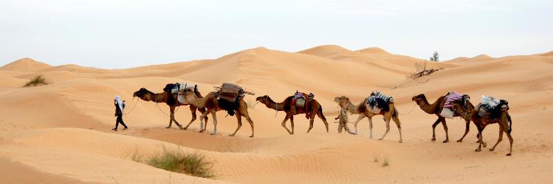 photo troupeau de de dromadaire dans le desert