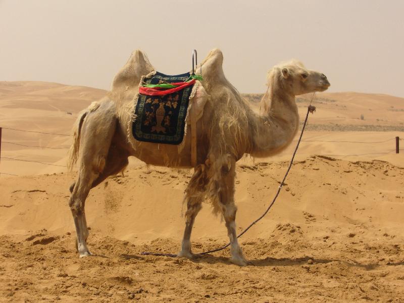 photo chameau dans le desert