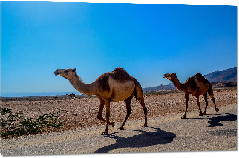 Impression sur Plexiglass photo dromadaire dans le desert