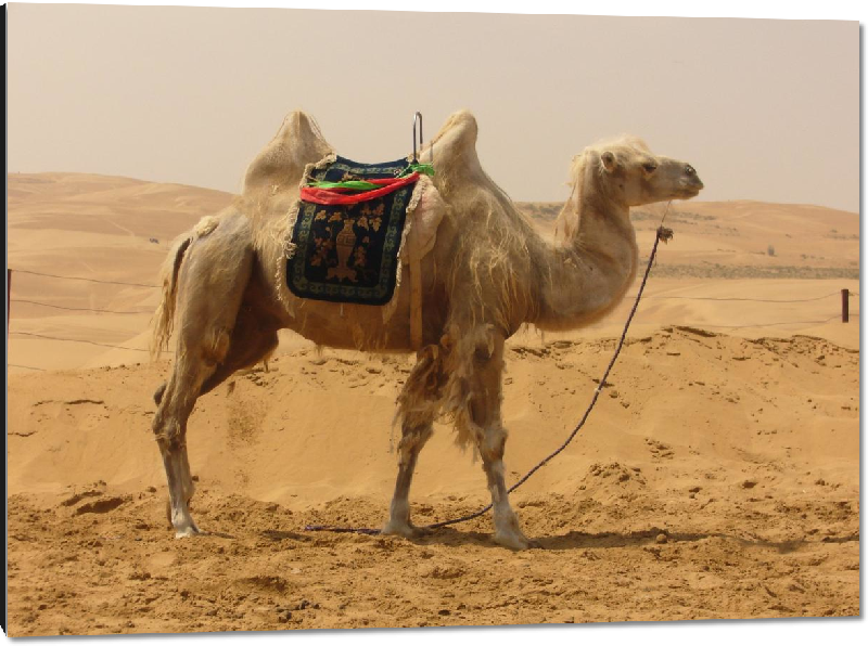 Impression sur aluminium photo chameau dans le desert