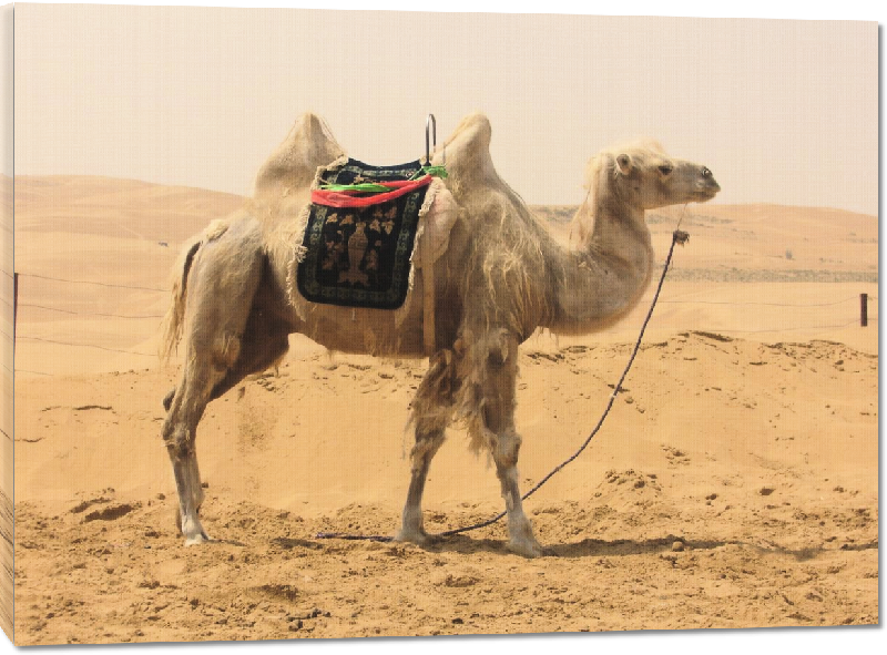 Toiles imprimées photo chameau dans le desert
