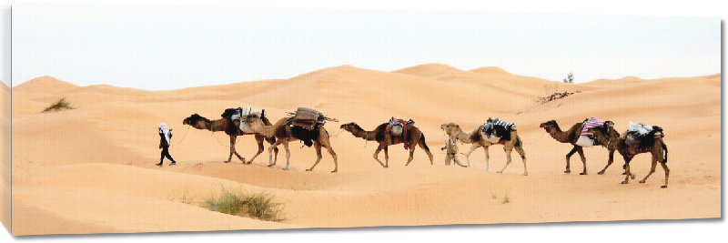 Toiles imprimées photo troupeau de de dromadaire dans le desert