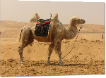 Impression sur Plexiglass photo chameau dans le desert