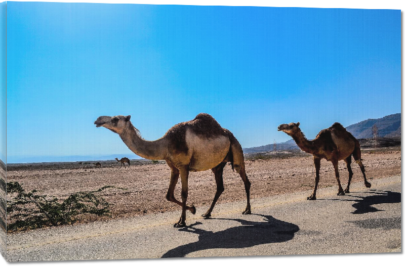 Toiles imprimées photo dromadaire dans le desert