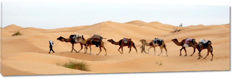 Impression sur Plexiglass photo troupeau de de dromadaire dans le desert