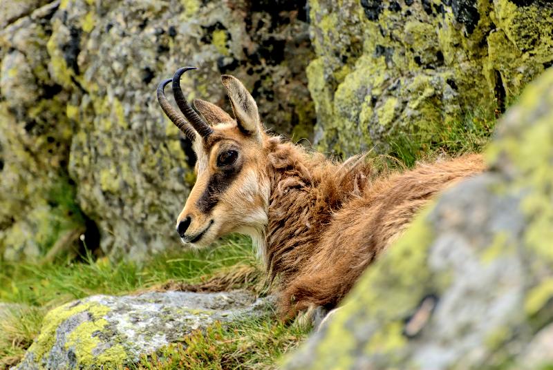 photo chamois sur la coline 