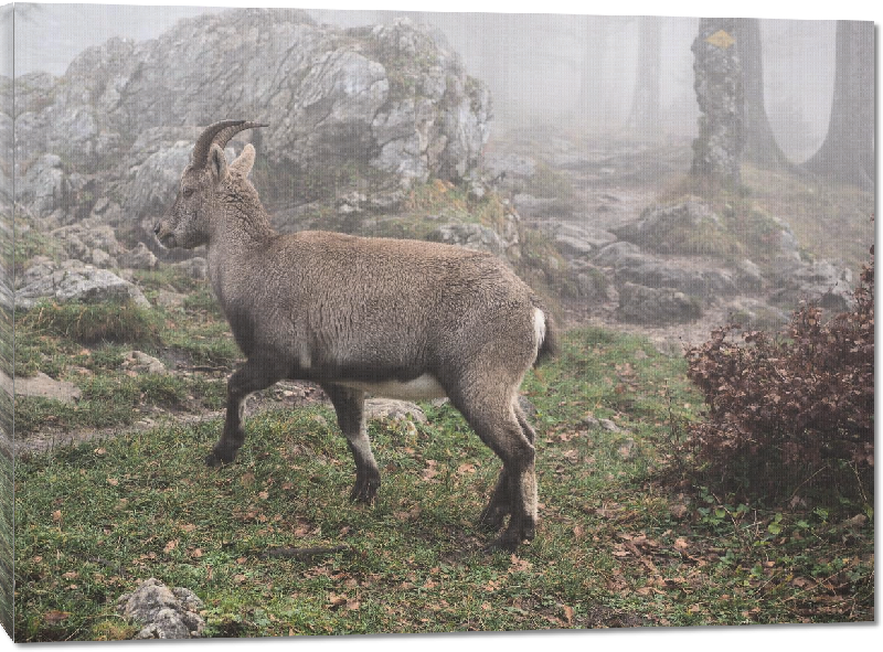 Toiles imprimées photo chamois dans la foret