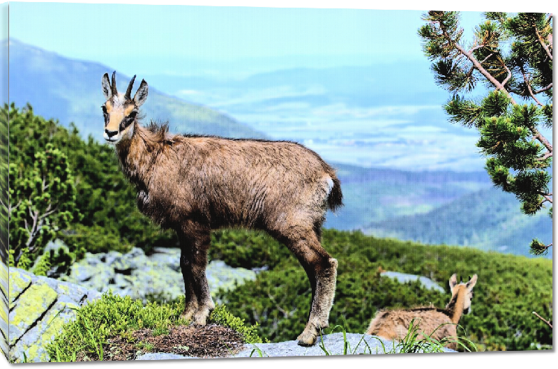 Toiles imprimées photo chamois sur la coline 