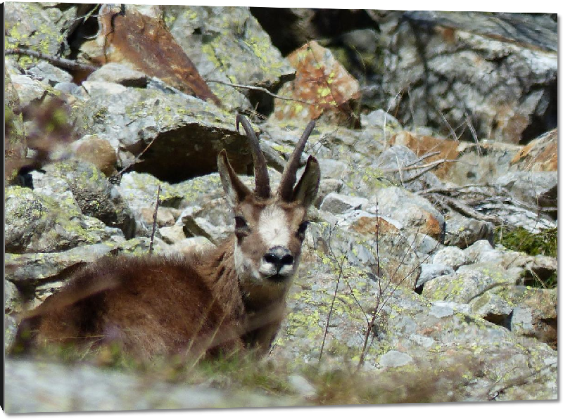 Impression sur aluminium photo chamois sur la coline 