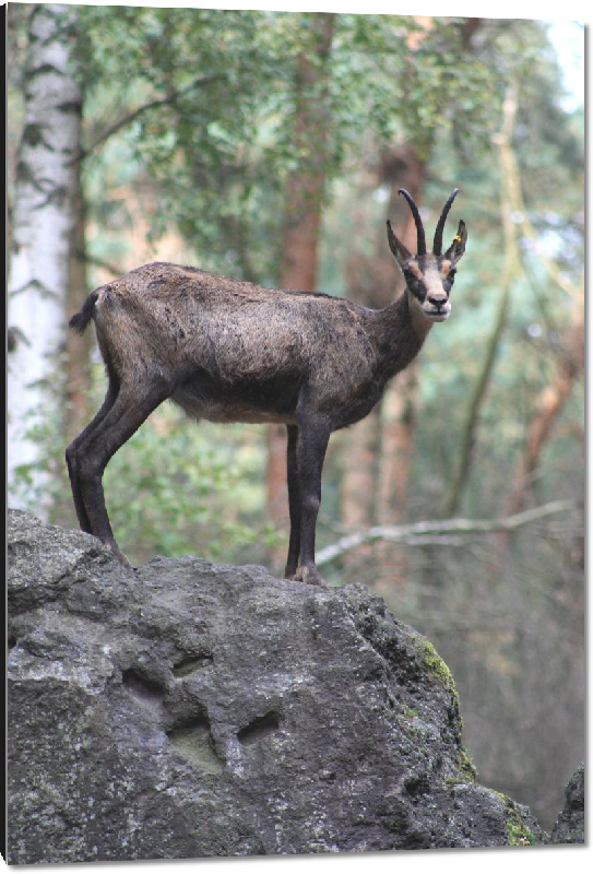 Impression sur aluminium photo chamois sur la coline 