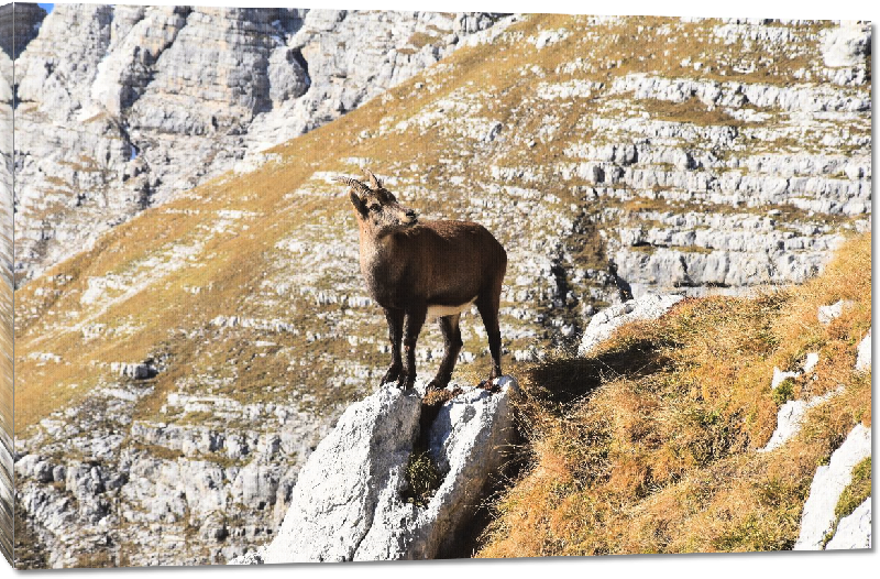 Toiles imprimées photo chamois sur la coline 