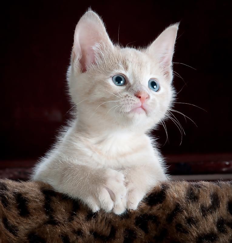 photo chaton blanc