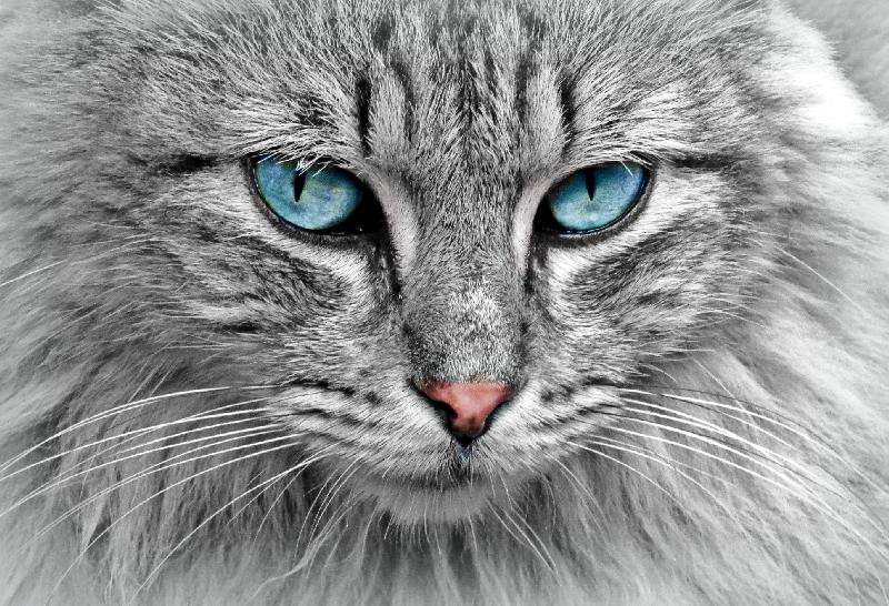 photo chat gris au yeux bleus