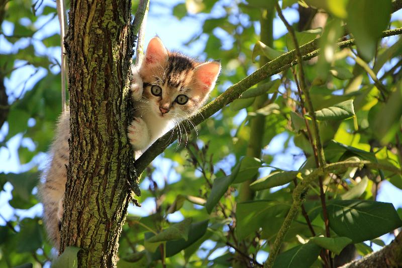 photo chaton dans un arbre 