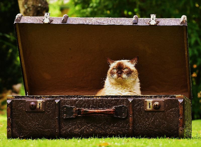 photo chat dans une valise 
