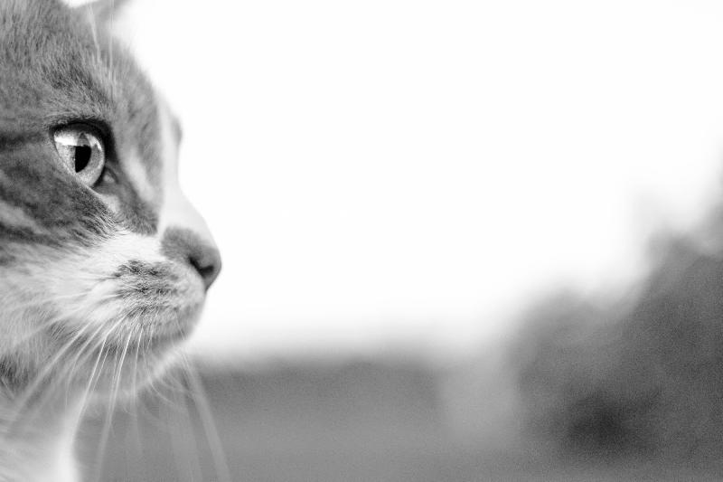 photo chat noir et blanc 