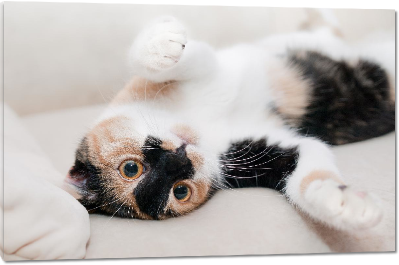 Impression sur Plexiglass photo chaton sur le canapé