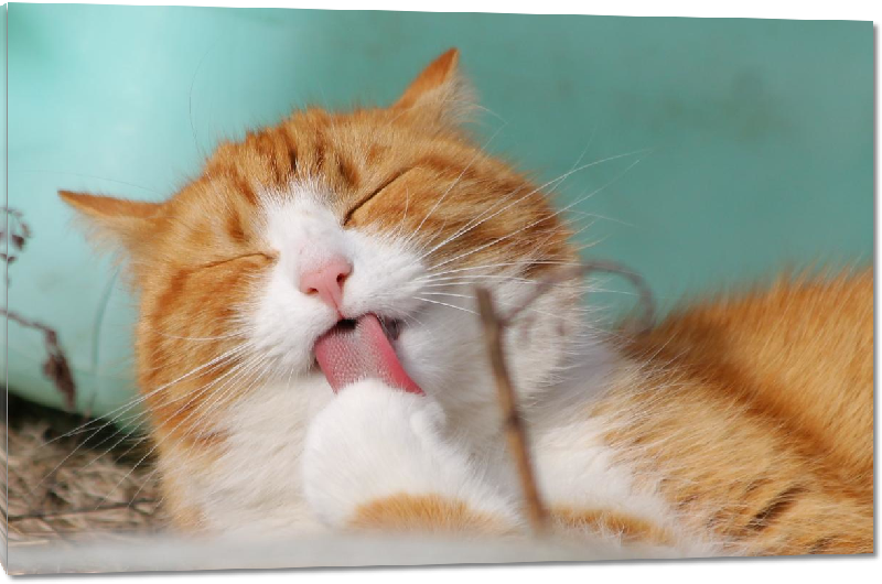 Impression sur Plexiglass photo chat orange et blanc