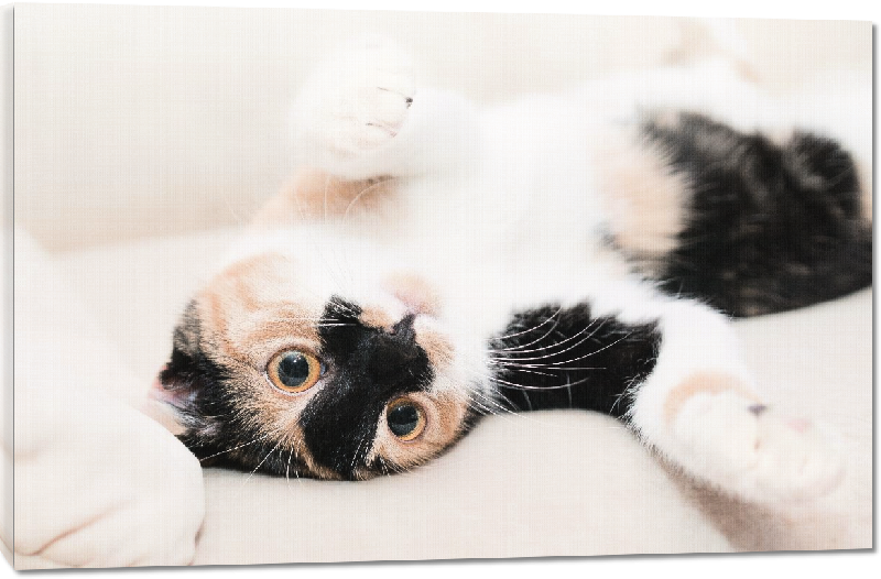 Toiles imprimées photo chaton sur le canapé