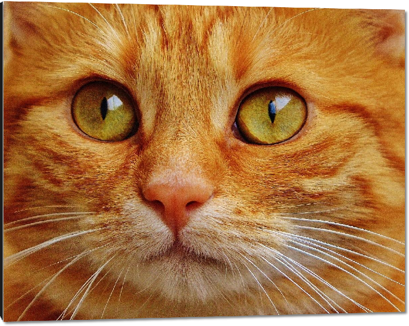 Impression sur aluminium photo chat orange 