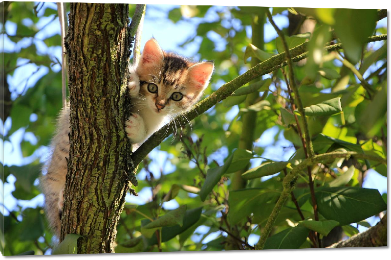 Impression sur Plexiglass photo chaton dans un arbre 