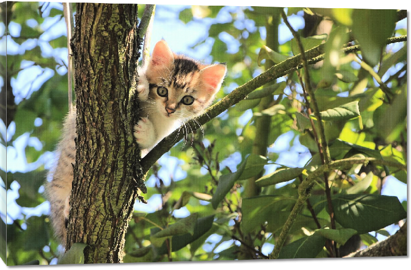 Toiles imprimées photo chaton dans un arbre 