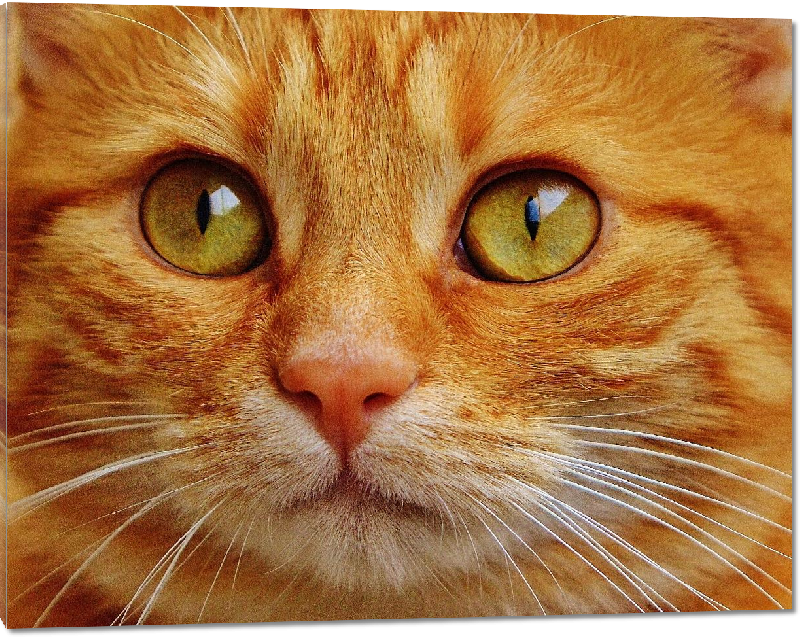 Impression sur Plexiglass photo chat orange 