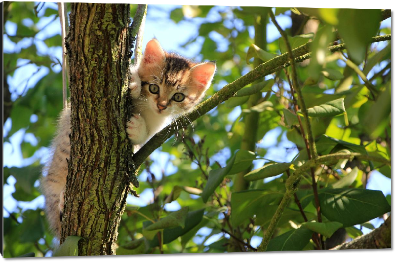 Impression sur aluminium photo chaton dans un arbre 