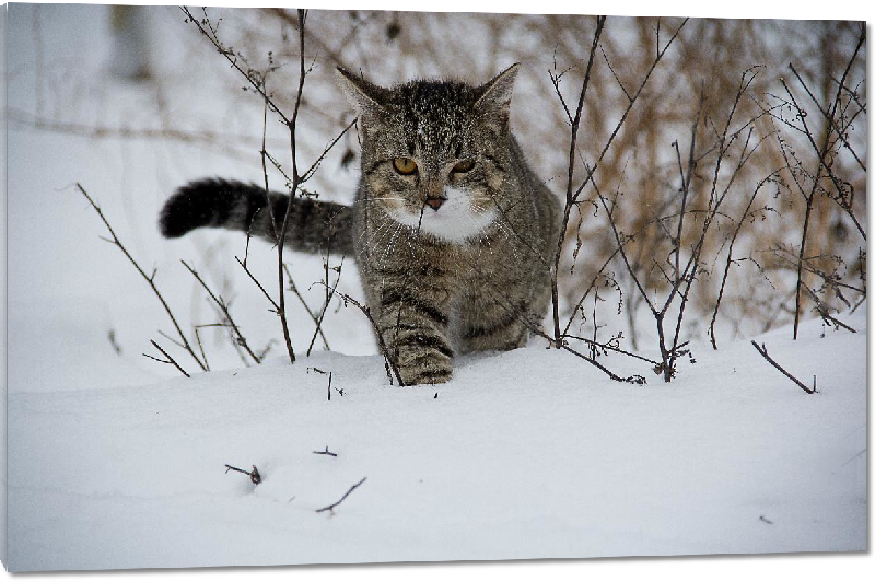 Impression sur Plexiglass photo chaton dans la neige 
