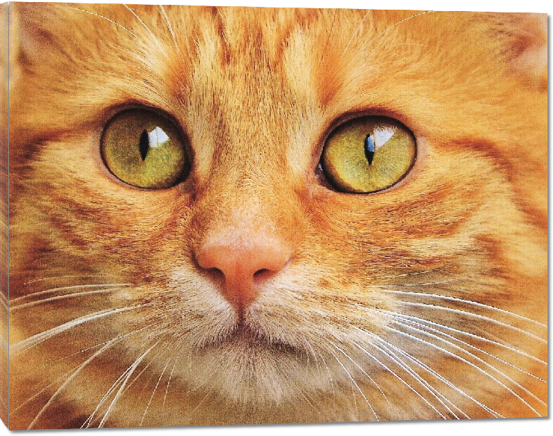 Toiles imprimées photo chat orange 