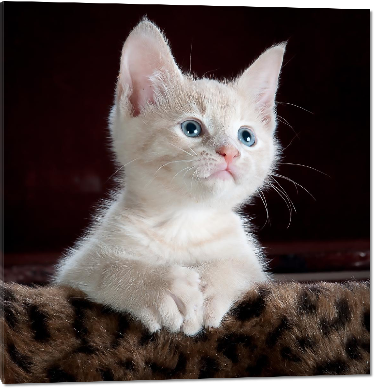 Impression sur Plexiglass photo chaton blanc