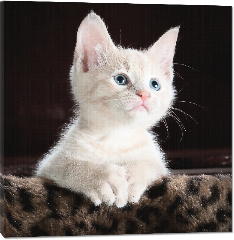 Toiles imprimées photo chaton blanc